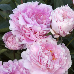 Paeonia lac. 'Sara Bernhardt' (double pink) Peony, 2 gal