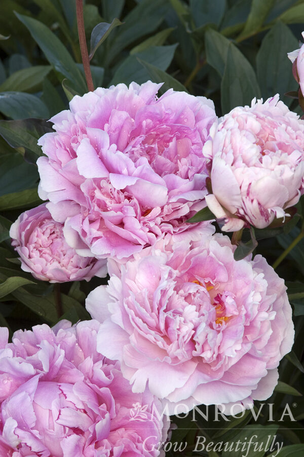 Paeonia lactiflora 'Sarah Bernhardt', 1 gal