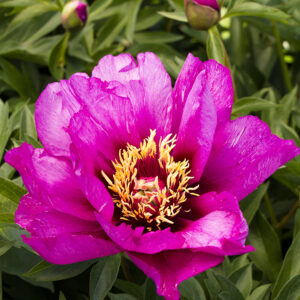 Paeonia ITOH 'Morning Lilac' Peony, 2 gal
