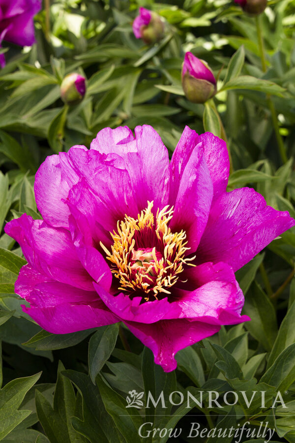 Paeonia ITOH 'Morning Lilac' Peony, 2 gal