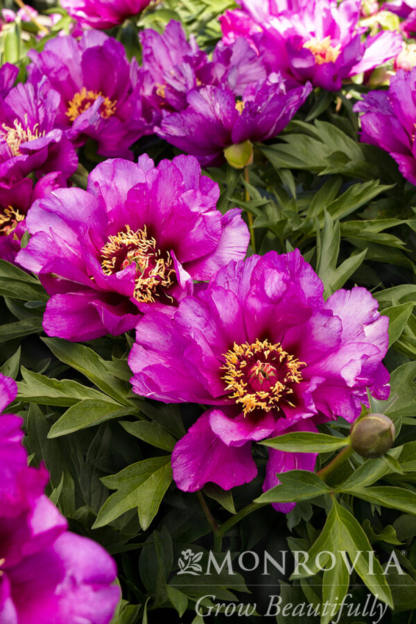 Paeonia ITOH 'Morning Lilac' Peony, 2 gal - Image 2
