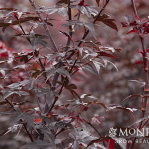 Acer pal. 'Twombly's Red Sentinel' Japanese Maple 6', 7 gal
