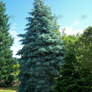 Abies concolor Blue White Fir, 8'-9'