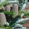 Abies kor. 'Horstmann's Silberlocke' Fir, B&B 5-6' - Image 2