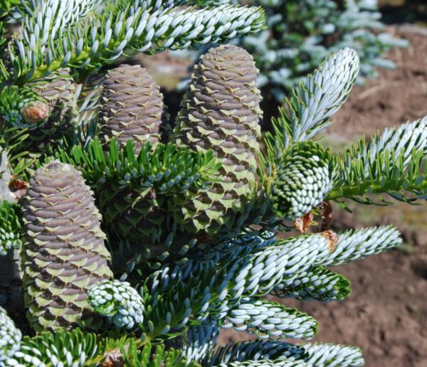 Abies kor. 'Horstmann's Silberlocke' Fir, B&B 5-6' - Image 2