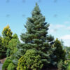 Abies kor. 'Horstmann's Silberlocke' Fir, B&B 5-6' - Image 3