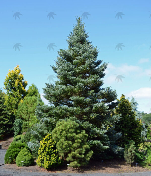 Abies kor. 'Horstmann's Silberlocke' Fir, B&B 5-6' - Image 3
