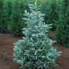 Abies kor. 'Horstmann's Silberlocke' Fir, B&B 5-6'