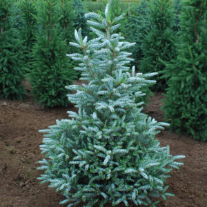 Abies kor. 'Horstmann's Silberlocke' Fir, B&B 4-5'