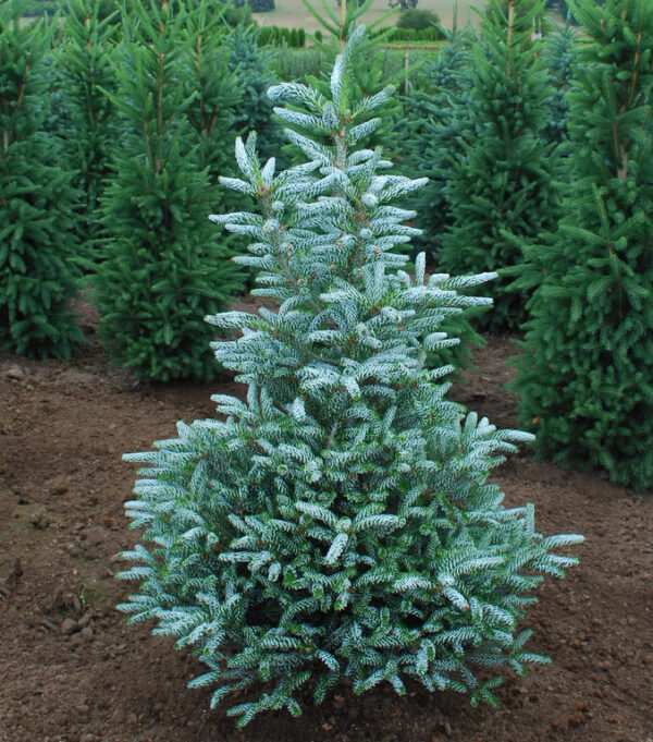 Abies kor. 'Horstmann's Silberlocke' Fir, B&B 5-6'