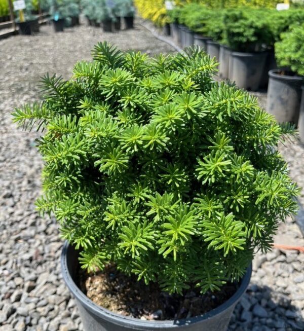 Abies koreana 'Cis' Korean Fir, 6 gal - Image 2