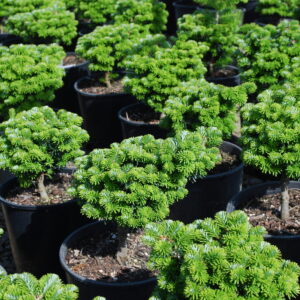 Abies koreana 'Cis' Korean Fir, 6 gal