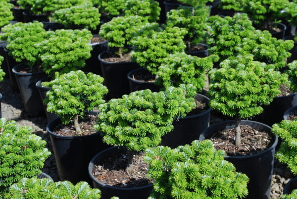 Abies koreana 'Cis' Korean Fir, 6 gal