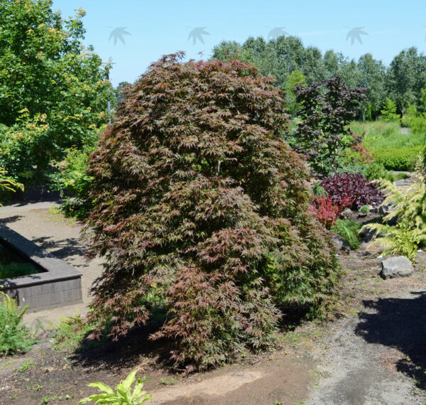 Acer pal. 'Orangeola' Japanese Laceleaf Maple, 25 gal 42-48" - Image 2