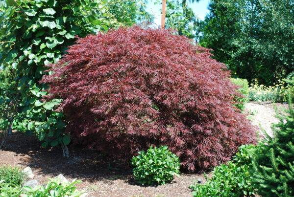 Acer pal. 'Red Dragon' Japanese Laceleaf Maple 12-18", 7 gal - Image 2