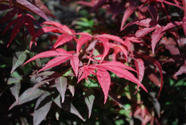 Acer pal. 'Twombly's Red Sentinel' Japanese Maple 6', 7 gal - Image 3