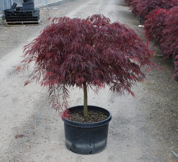 Acer pal. ‘Crimson Queen’ Japanese Laceleaf Maple 18-24", 15 gal - Image 3