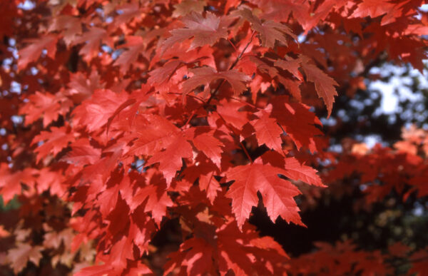 Acer fre. 'Jeffersred'  Autumn Blaze Freeman Maple, 2" 15 gal - Image 2