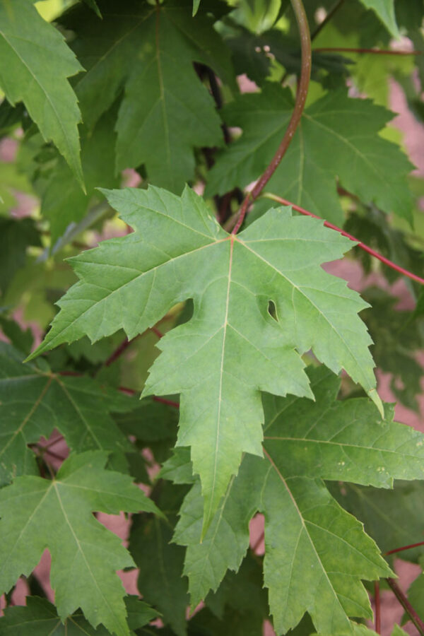 Acer fre. 'Jeffersred'  Autumn Blaze Freeman Maple, 2" 15 gal - Image 3