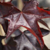 Acer pla. 'Crimson King’ Norway Maple, 15 gal 1.25"