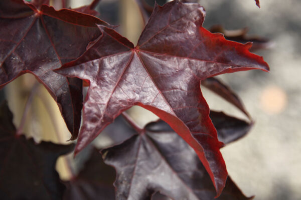 Acer pla. 'Crimson King’ Norway Maple, 15 gal 1.25"