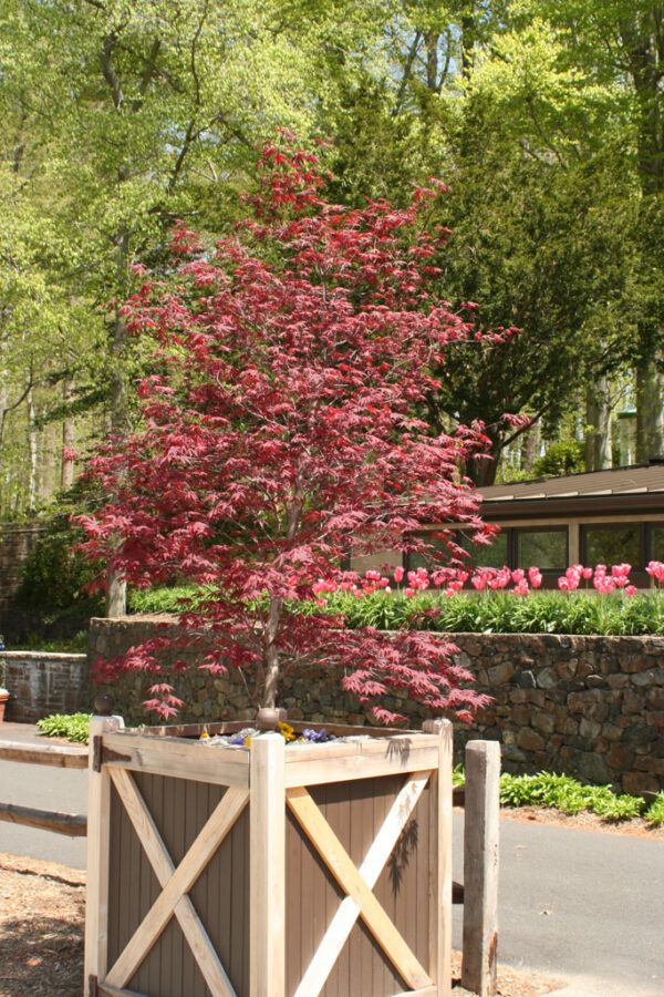 Acer pal. 'Wolff' Emperor 1 Japanese Maple 8-9', 10 gal 1" - Image 3