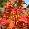 Acer cir. 'Pacific Fire' Vine Maple, 20 gal 6'