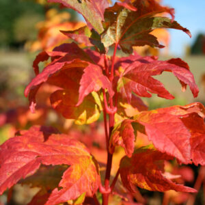 Acer cir. 'Pacific Fire' Vine Maple, 20 gal 6'