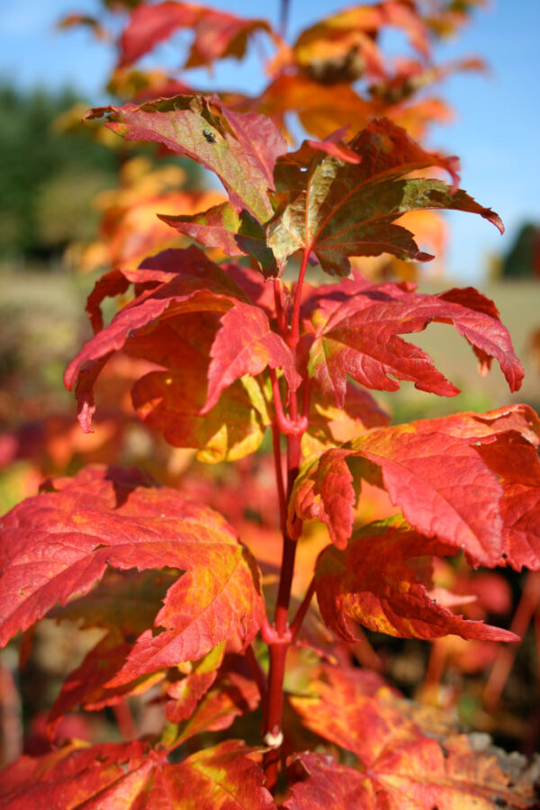 Acer cir. 'Pacific Fire' Vine Maple, 7 gal