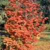 Acer cir. - Vine Maple, 7 gal M-S, 3-4' - Image 3