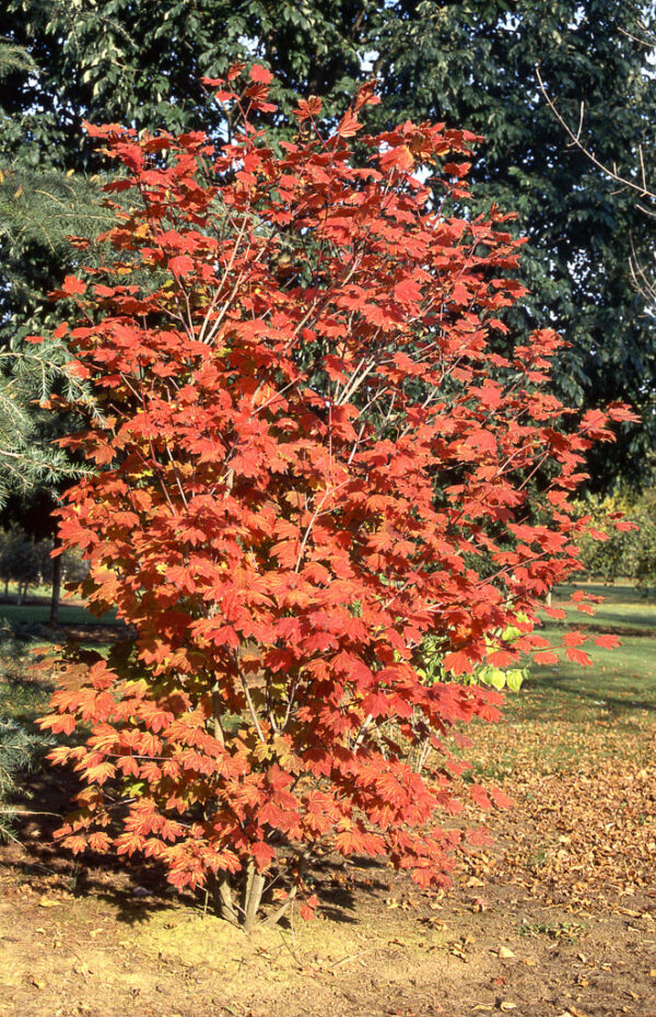 Acer cir. - Vine Maple, 7 gal M-S, 3-4' - Image 3