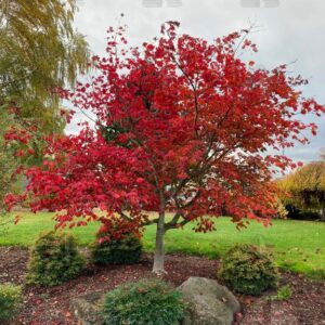 Acer jap. 'Aconitifolium' Fernleaf Full-Moon Maple, 5 gal