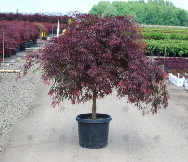 Acer pal. 'Tamukeyama' Weeping Japanese Laceleaf Maple Low Head, 10 gal - Image 3