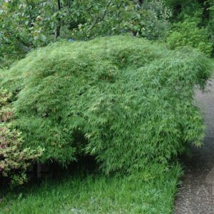 Acer pal. 'Viridis' Green Japanese Laceleaf Maple 18-24", 15 gal