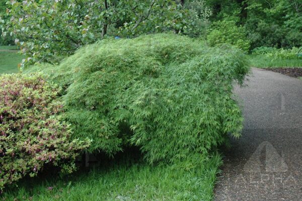 Acer pal. 'Viridis' Green Japanese Laceleaf Maple 18-24", 15 gal