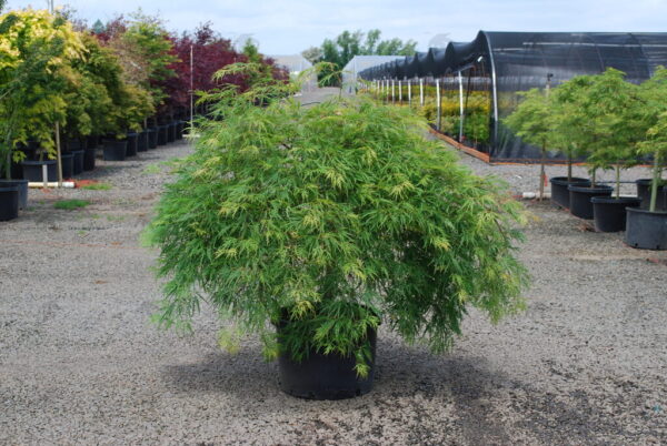 Acer pal. 'Viridis' Green Japanese Laceleaf Maple 18-24", 15 gal - Image 3