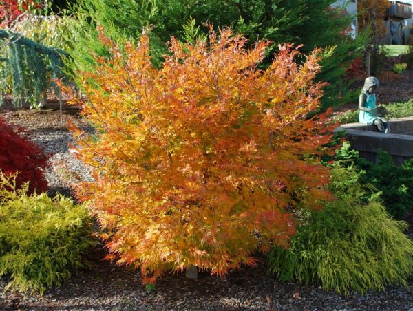 Acer pal. 'Viridis' Green Japanese Laceleaf Maple 18-24", 15 gal - Image 2