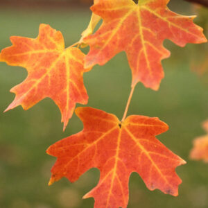 Acer gra. 'Schmidt' Rocky Mountain Glow Maple, 1.75"