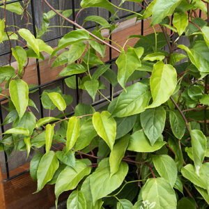 Actinidia arguta 'Issai', 1 gal