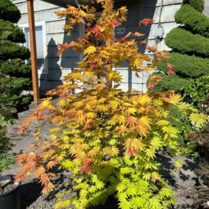 Acer shi. 'Autumn Moon' Full-moon Maple, B&B 5-6'