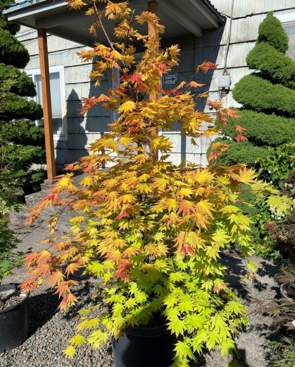 Acer shi. 'Autumn Moon' Full-moon Maple, B&B 5-6'