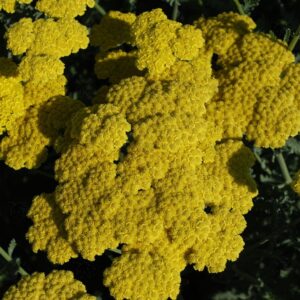Achillea mil. 'Moonshine' Yarrow (yellow), 3.5"