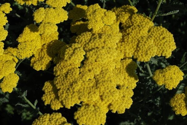 Achillea mil. 'Moonshine', 3.5"