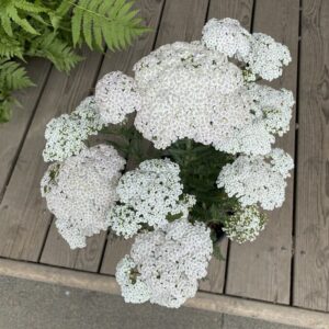 Achillea 'Firefly Diamond' Yarrow (white), 1 gal