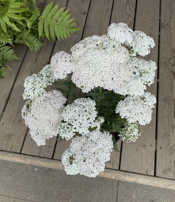 Achillea 'Firefly Diamond' Yarrow (white), 2 gal