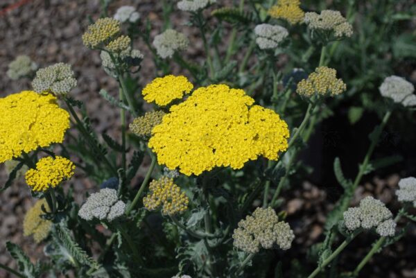 Achillea mil. 'Moonshine', 3.5" - Image 2