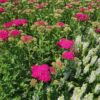 Achillea mil. NEW VINTAGE™ 'Balvinrose' ROSE Yarrow, 1 gal
