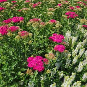 Achillea mil. NEW VINTAGE™ 'Balvinrose' ROSE Yarrow, 1 gal