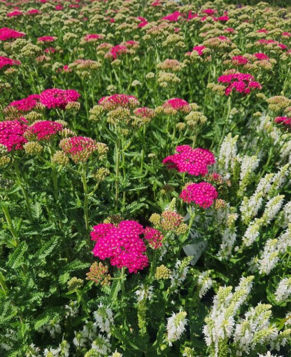 Achillea mil. NEW VINTAGE™ 'Balvinrose' ROSE Yarrow, 1 gal