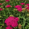 Achillea mil. NEW VINTAGE™ 'Balvinrose' ROSE Yarrow, 1 gal - Image 2